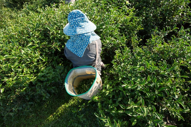 Scenic view of asia worker farmer women were picking tea leaves for traditions in the sunrise morning at tea plantation nature