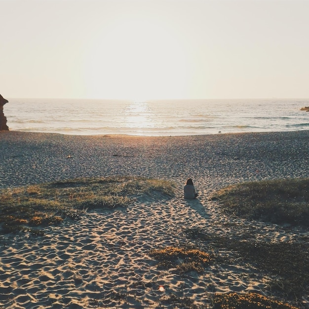 Scenic view of beach against clear sky