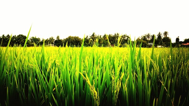 Scenic view of field against clear sky