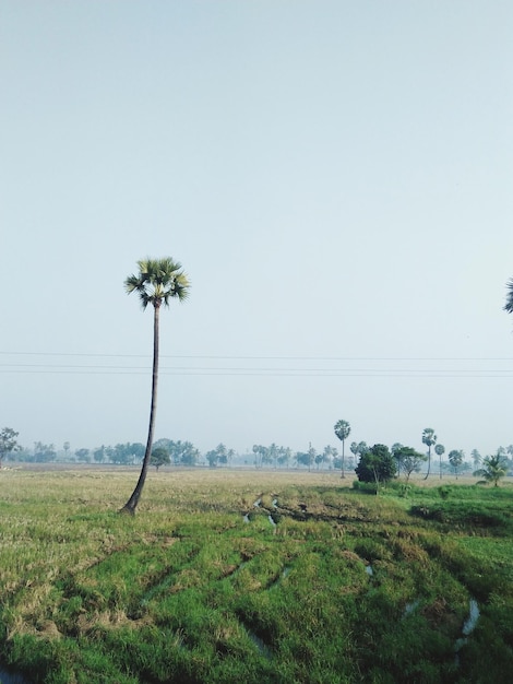 Scenic view of field against clear sky