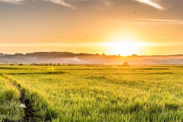 Scenic view of field against sky during sunset