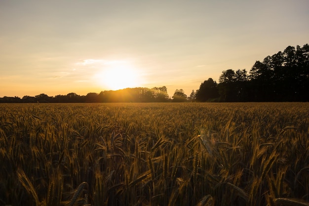 Scenic view of field against sky during sunset