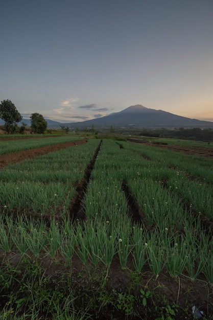 Scenic view of field against sky during sunset