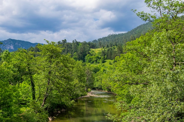 Photo scenic view of forest against sky