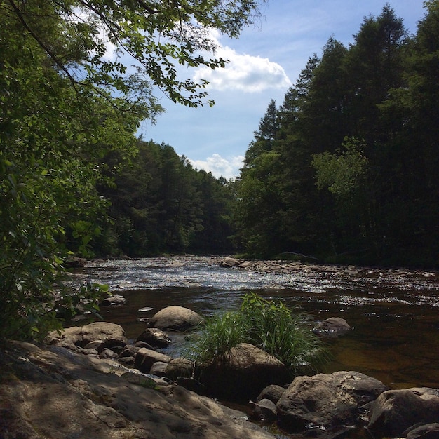 Scenic view of forest against sky