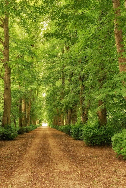 Scenic view of the forest of fresh green deciduous trees on a sunny day with a pathway in the foliage The sight of a lush beautiful dusty road in the jungle covered by woods on both sides