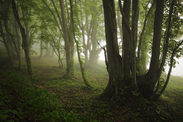 Scenic view of forest