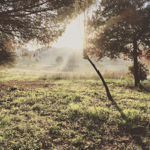 Photo scenic view of forest