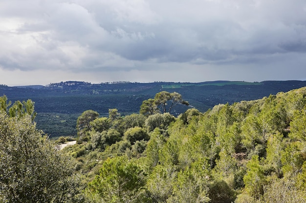 Scenic view from mount carmel in haifa with coniferous and deciduous trees and storm clouds