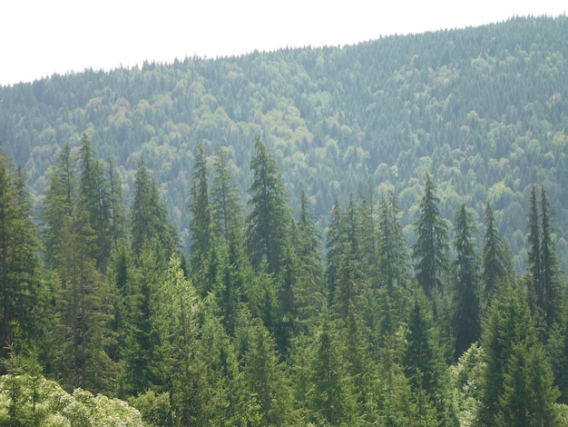 Scenic view of green mountains