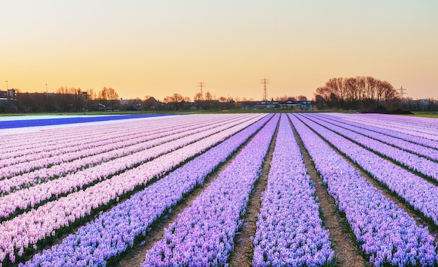 Scenic view of hyacinth field in Holland.