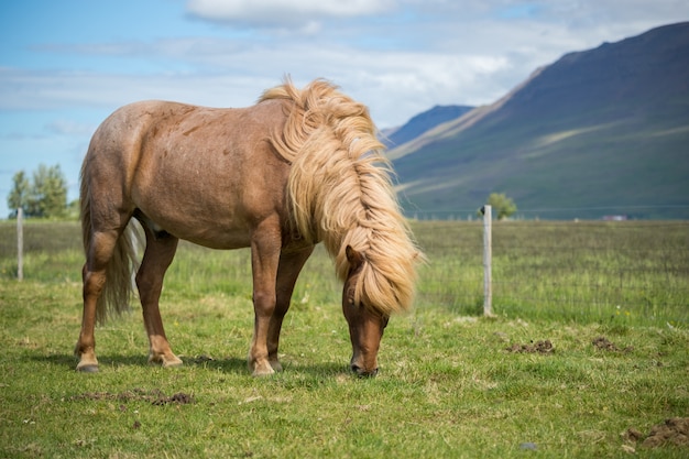 Scenic view of Icelandic horse on the meadow