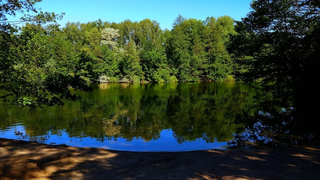 Photo scenic view of lake by trees in forest against sky