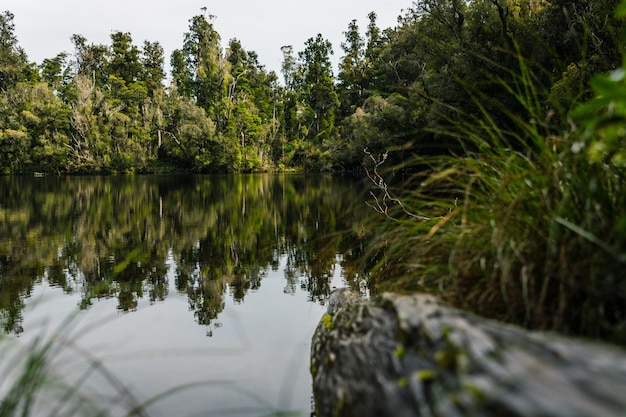 Photo scenic view of lake by trees in forest