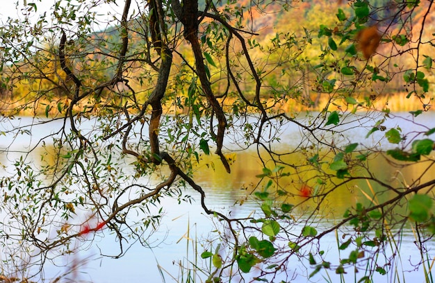 Photo scenic view of lake by trees