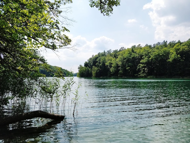 Scenic view of lake in forest against sky