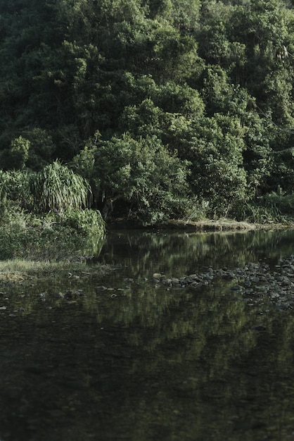 Photo scenic view of lake in forest