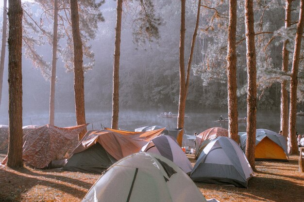 Scenic view of lake in forest