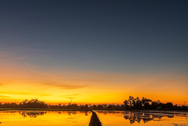 Scenic view landscape of cornfield in mud and water reflection with Twilight blue bright and orange yellow dramatic sunset sky in beach colorful cloudscape texture with white clouds air background