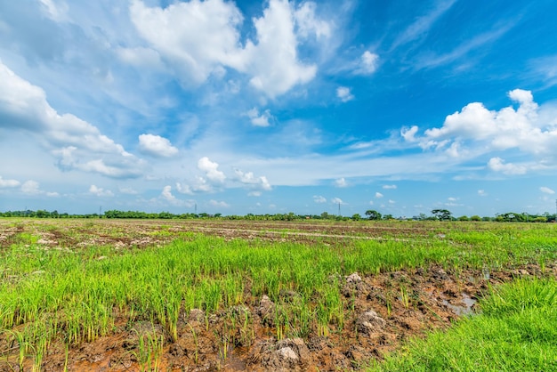 Scenic view landscape of Rice field green grass with field cornfield or in Asia country agriculture harvest with fluffy clouds blue sky daylight background