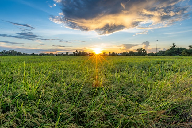 Scenic view landscape of Rice field green grass with field cornfield or in Asia country agriculture harvest with fluffy clouds blue sky sunset evening background