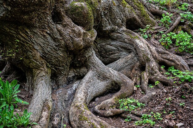 Scenic view of old tree roots covered with moss natural background forest environment