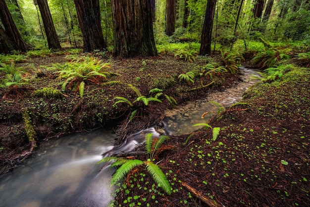 A scenic view of a redwood forest in Northern California