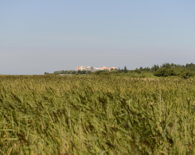 Scenic view of rural landscape