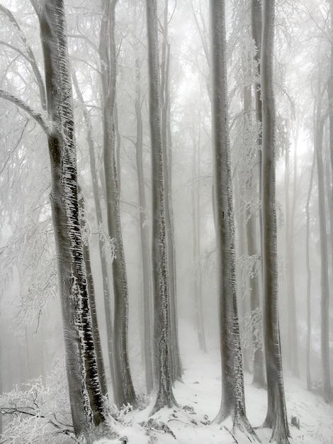 Scenic view of snow covered land and trees in forest