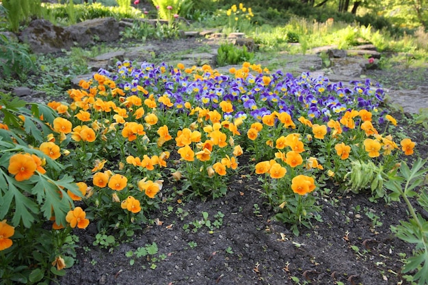 Photo scenic view in a spring park flowers in bloom