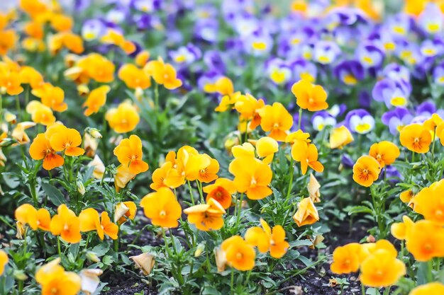 Photo scenic view in a spring park flowers in bloom