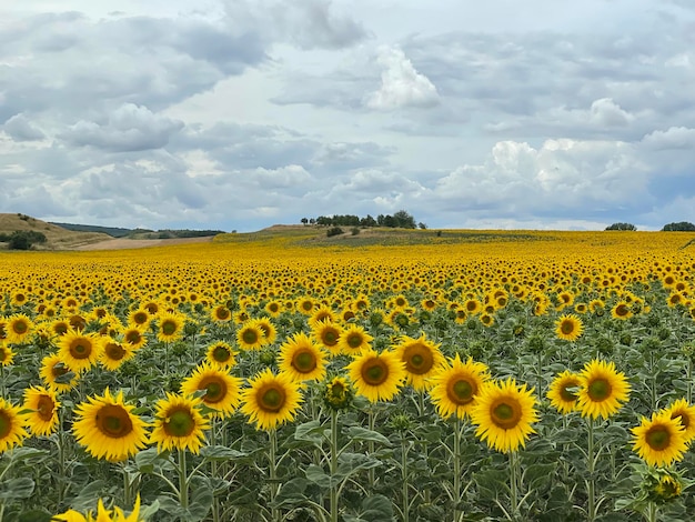 Scenic view of sunflower field against sky