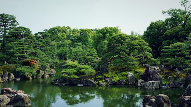 Scenic view of trees against clear sky