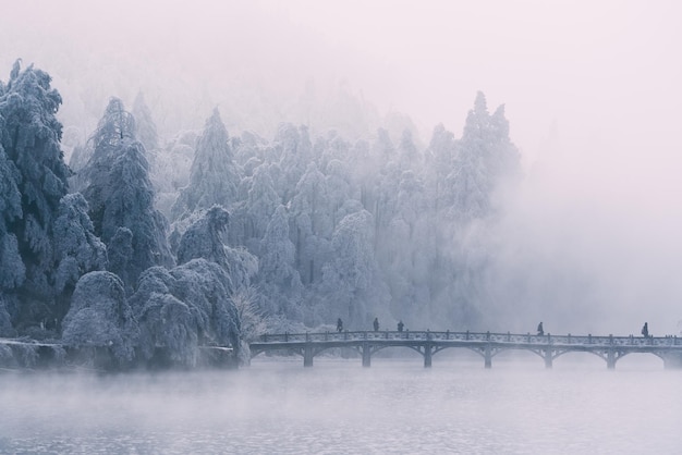 Photo scenic view of trees during winter