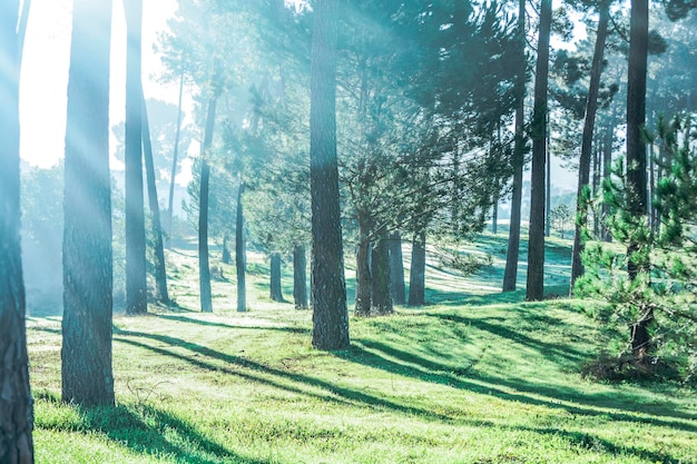 Scenic view of trees in forest against sky