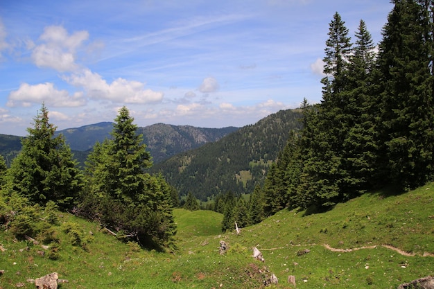 Photo scenic view of trees in forest against sky