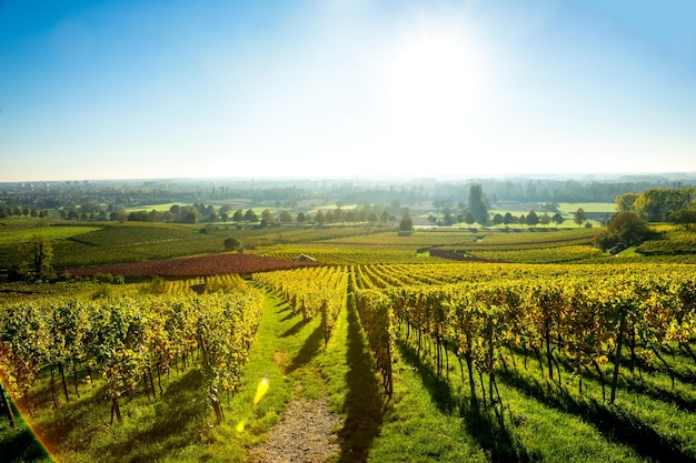 Scenic view of vineyard against clear sky