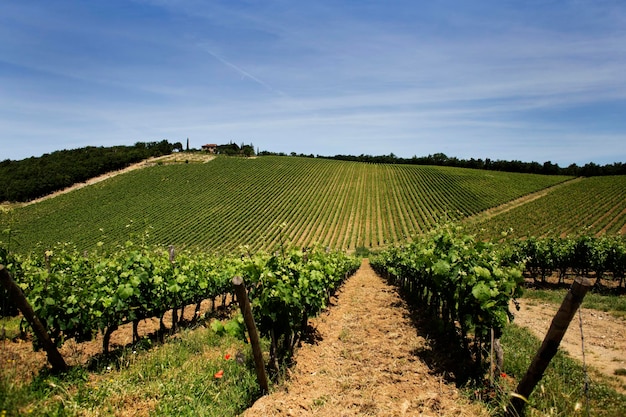 Scenic view of vineyard against sky