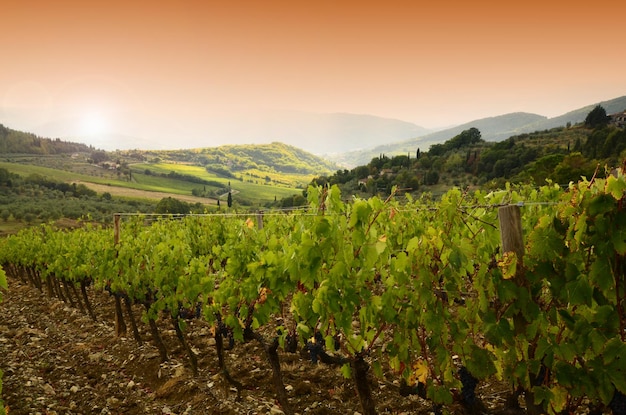 Scenic view of vineyard against sky