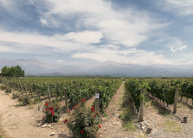 Scenic view of vineyard against sky