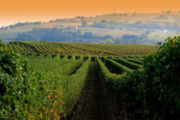 Scenic view of vineyard against sky