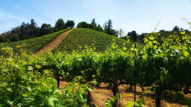 Scenic view of vineyard on the diagonal as it crosses in front of the grapevines on the hill