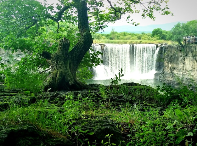 Scenic view of waterfall in forest