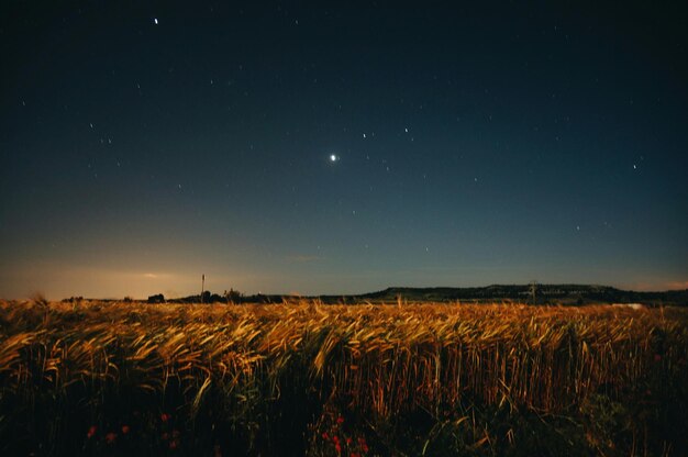 Photo scenic view of wheat crop in field at night