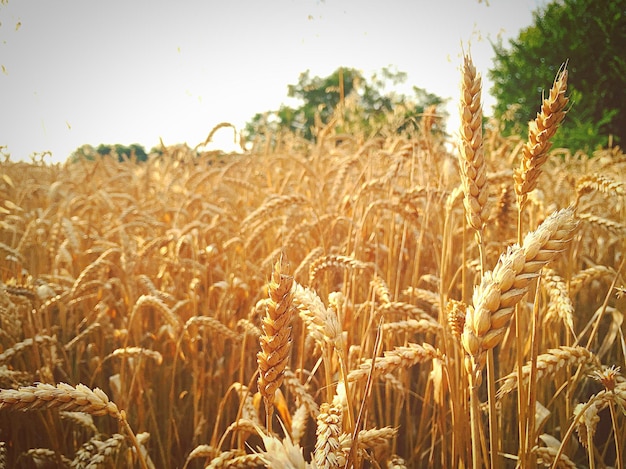 Scenic view of wheat field