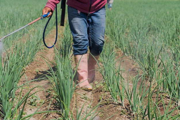 A scenic view of a worker watering the field of onions