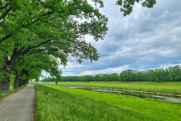 Scenic views of the green meadow and trees on a summer day