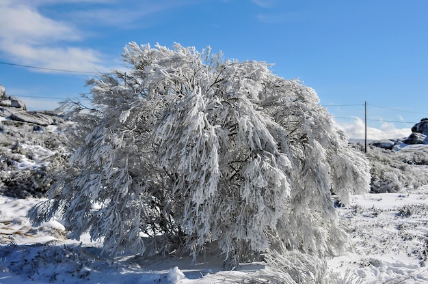 Scenic winter landscape with snow and ice