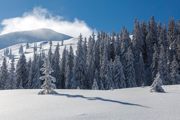 Scenic winter landscape with snowy fir trees