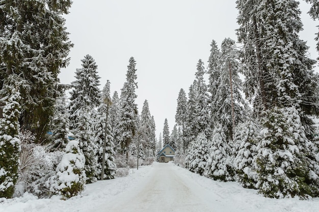 Scenic winter landscape with wooden cabin in the middle of pine tree forest.